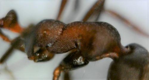 Réf. 228 594 : Monomorium indicum